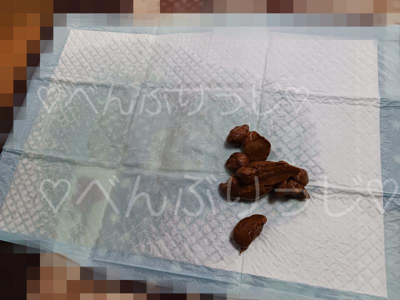 出品者名-写真-1