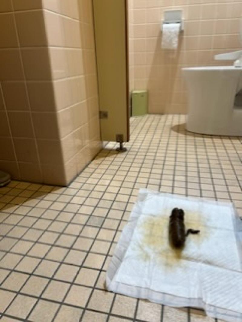 出品者名-写真-1