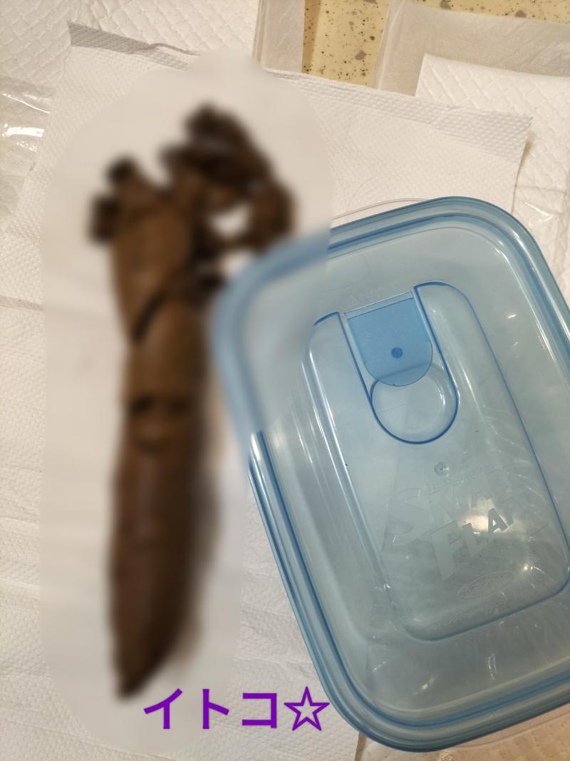 出品者名-写真