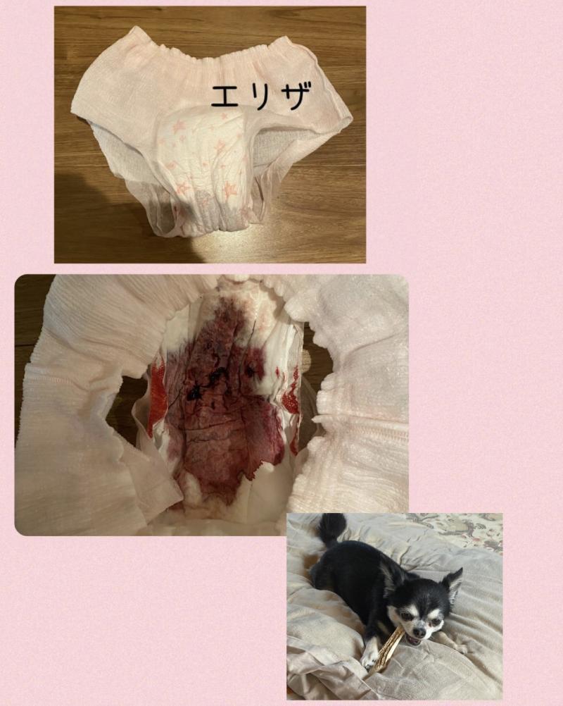 出品者名-写真-1
