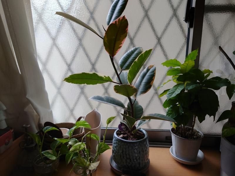 出品者名-写真